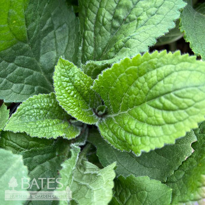 #1 Digitalis x mertonensis/ Pink Strawberry Foxglove