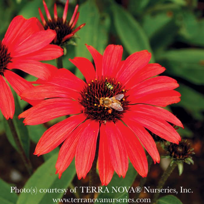 #1 Echinacea x Prima 'Ruby'/ Coneflower
