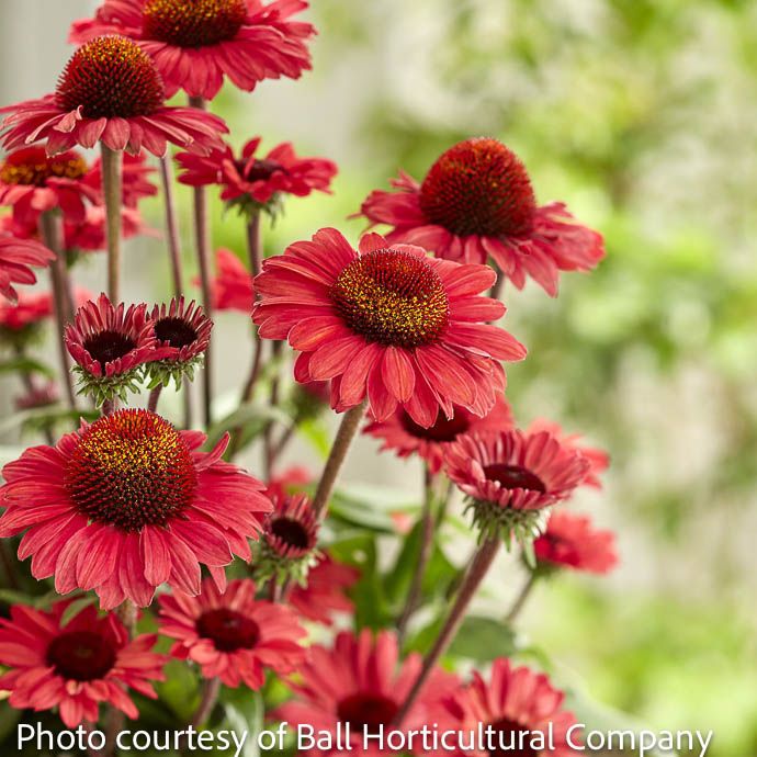 #1 Echinacea x Sunseekers 'Red'/ Coneflower
