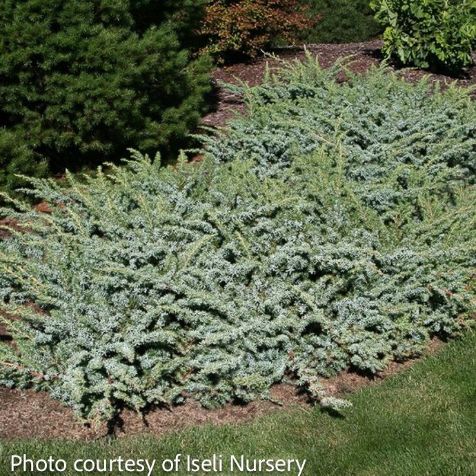 #3 Juniperus con Silver Mist/ Creeping Shore Juniper