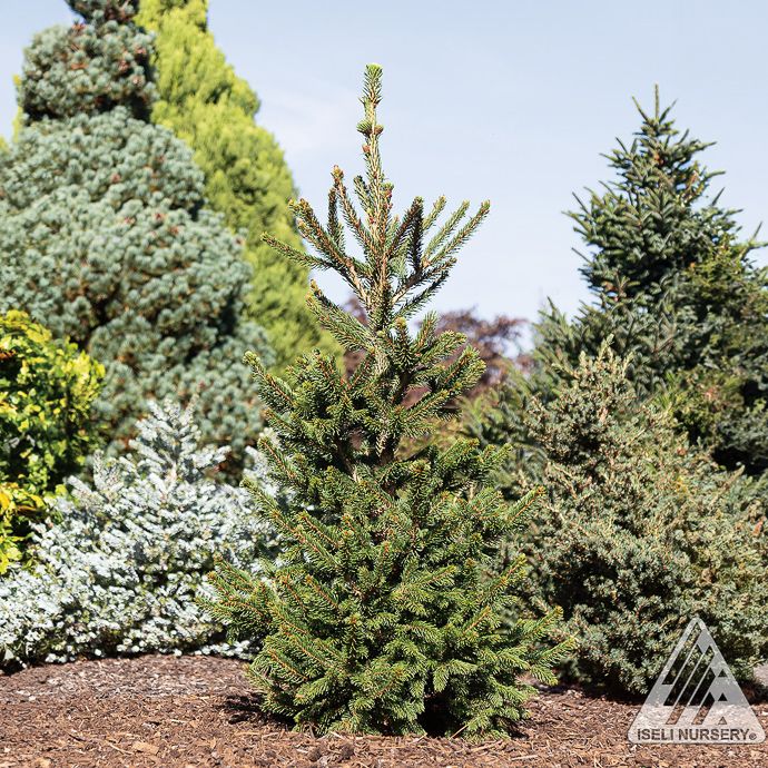 #6 Picea ab Will's Zwerg/ Norway Spruce