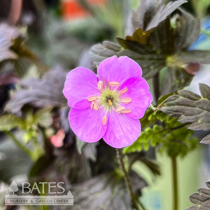 #1 Geranium macul Dark Roast/ Cranesbill Native (TN)