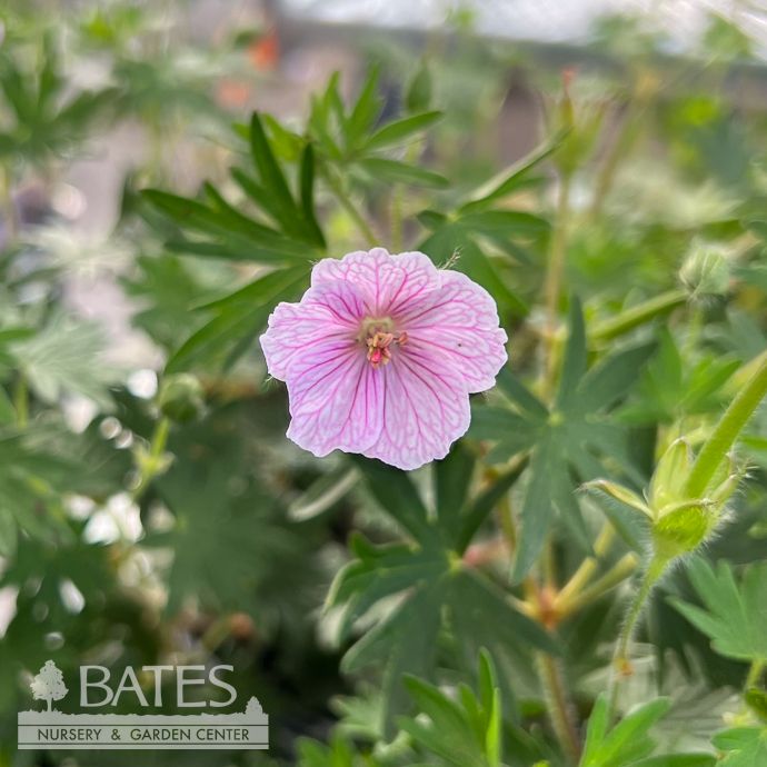 #1 Geranium sang Vision Light Pink/ Cranesbill