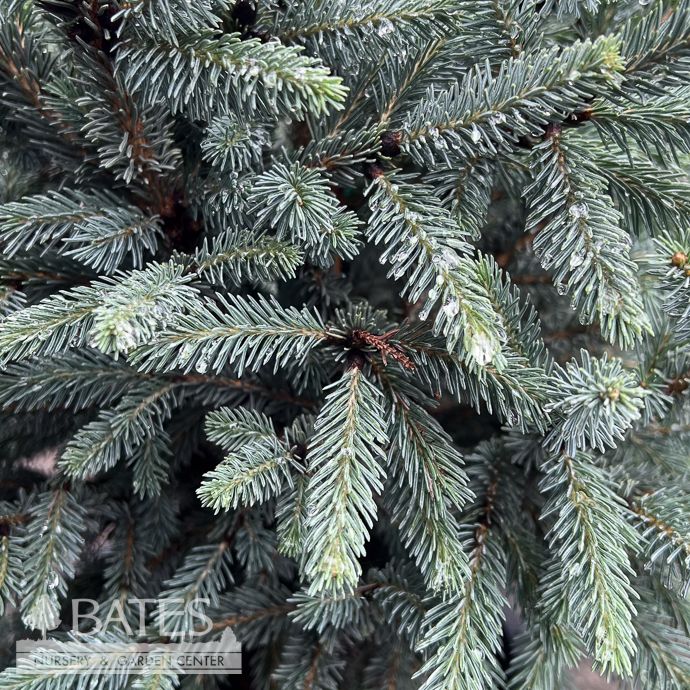 #3 Picea glauc Blue Teardrop/ White Spruce - No Warranty