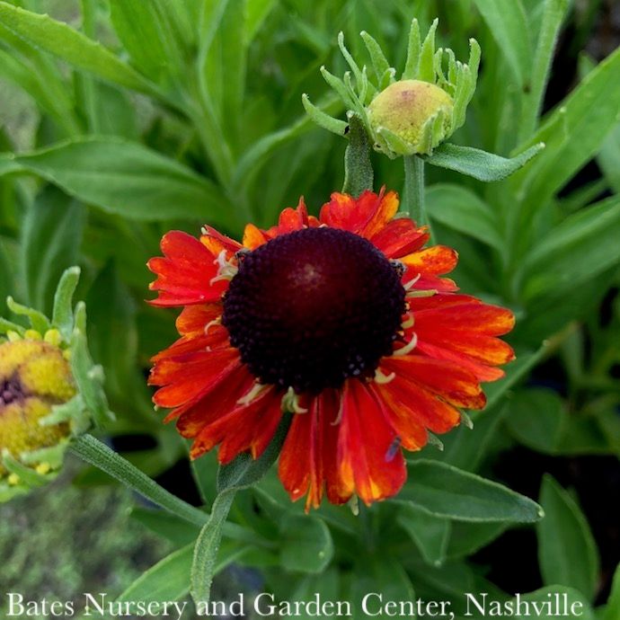 #1 Helenium aut Short n Sassy/ Sneezeweed Native (TN)