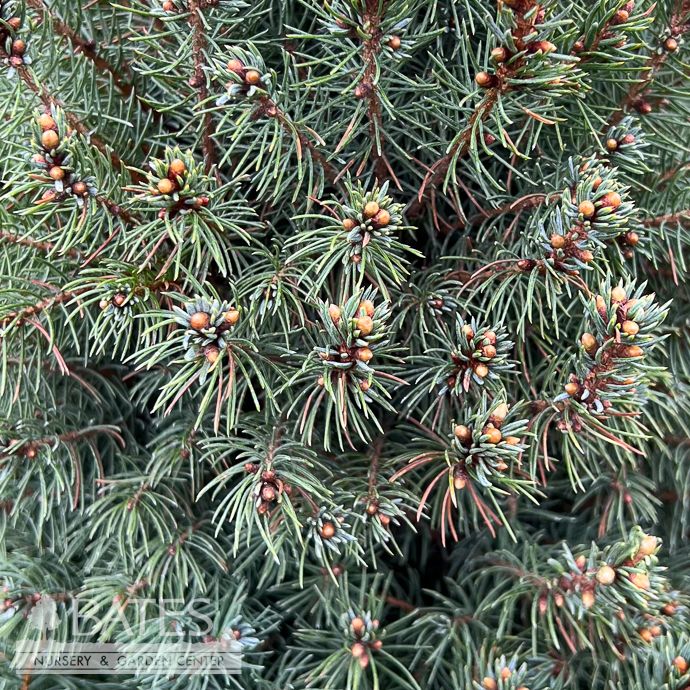 #6 Picea glauca Sander's Blue/ Dwarf Colorado Blue Spruce