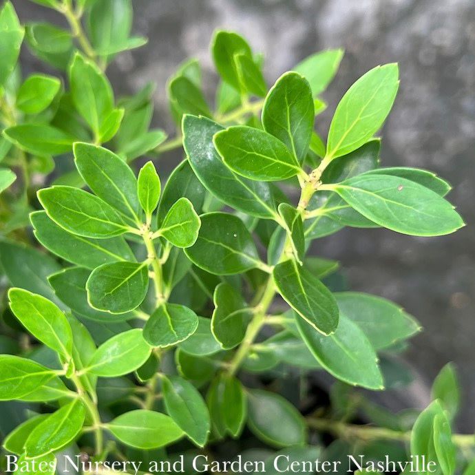 #3 Ilex glabra Forever Emerald/ Compact Inkberry (female) Native (R)