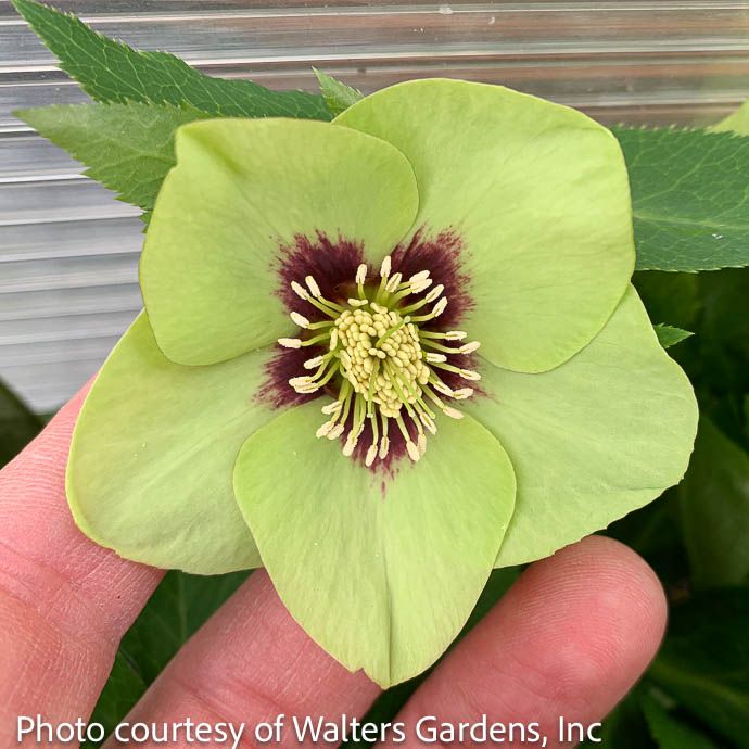 #1 Helleborus x PW Honeymoon 'Irish Luck'/ Lenten Rose
