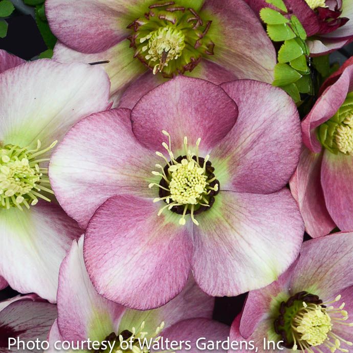 #1 Helleborus x PW Honeymoon 'Paris in Pink'/ Lenten Rose