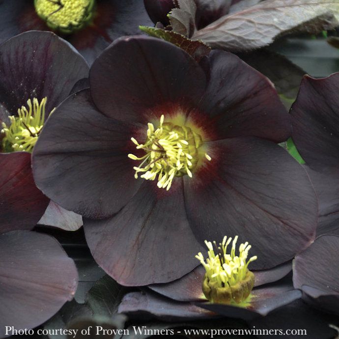 #1 Helleborus x PW Honeymoon 'New York Night'/ Lenten Rose