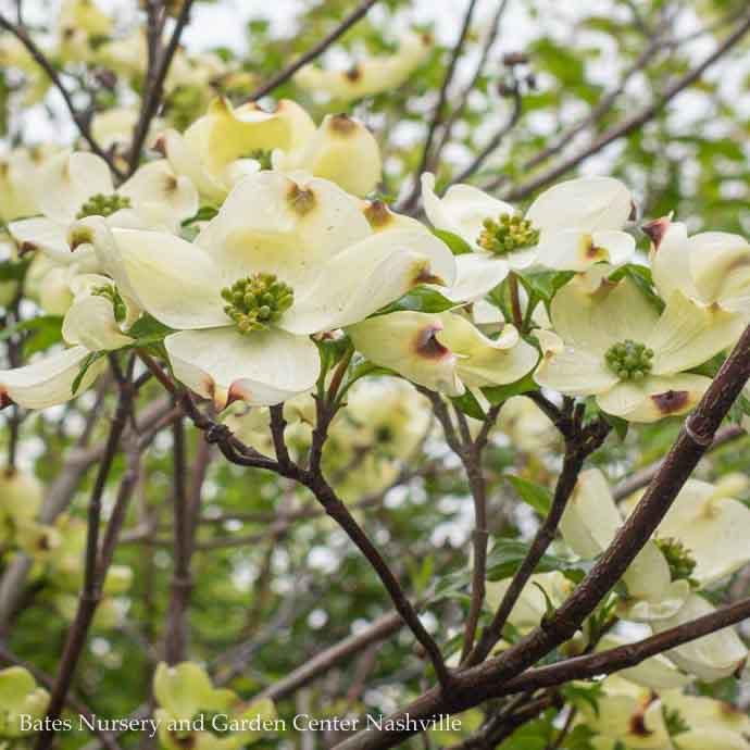 2" caliper B&amp;B Cornus florida Cherokee Princess/ White Flowering Dogwood Native (TN) - No Warranty - Pickup Only