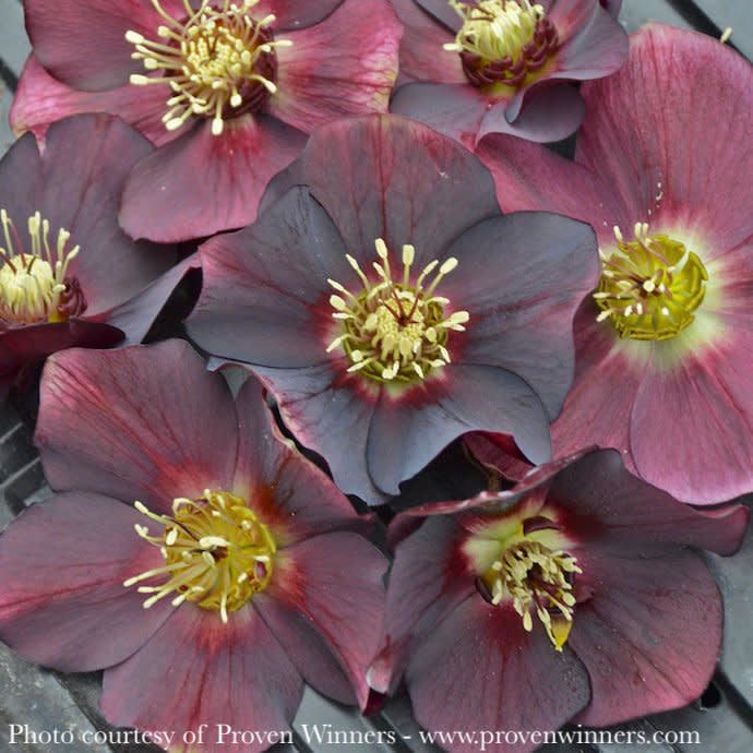 #1 Helleborus x PW Honeymoon 'Rome in Red'/ Lenten Rose