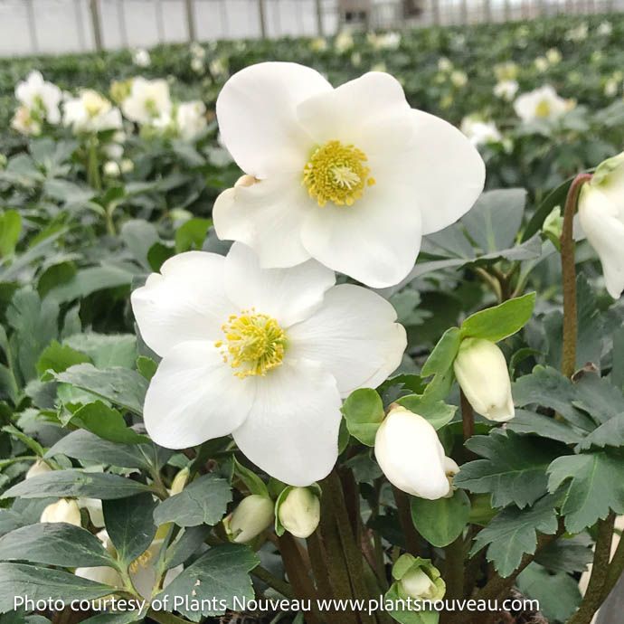 #1 Helleborus niger Winter Magic 'Mont Blanc'/ White Lenten Rose