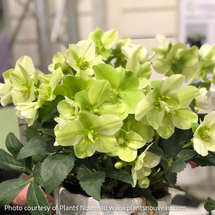 #1 Helleborus niger Winter Magic 'Mont Blanc'/ White Lenten Rose