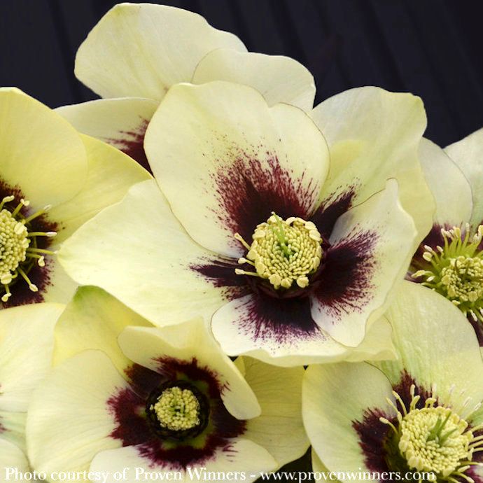 #1 Helleborus x PW Honeymoon 'Spanish Flare'/ Yellow Lenten Rose