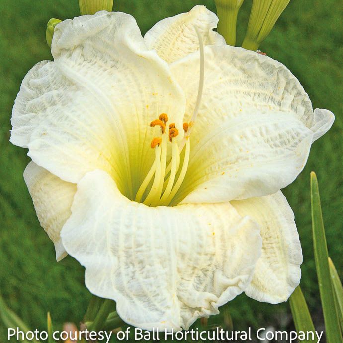#1 Hemerocallis Gentle Shepherd/Daylily