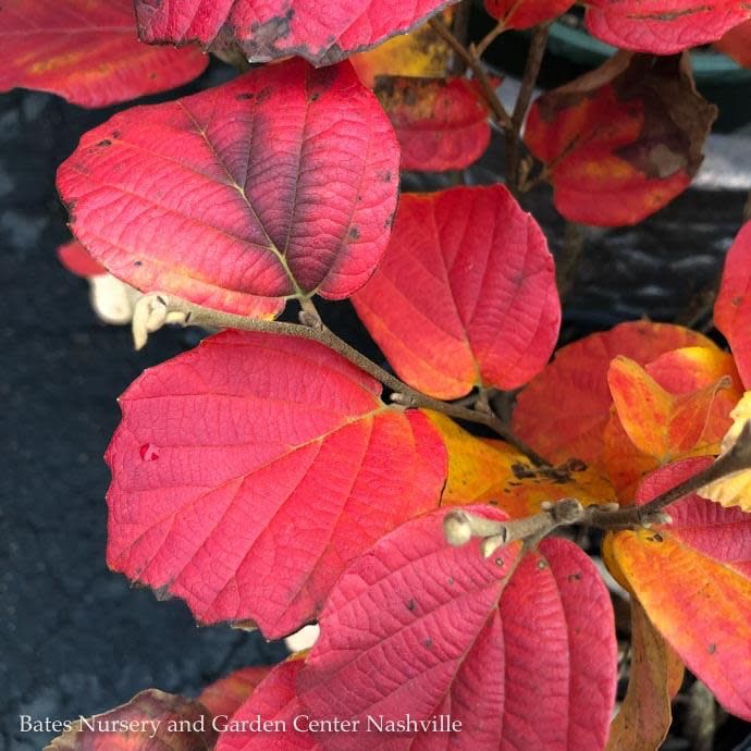 #2 Fothergilla x Mt. Airy/ Witch Alder