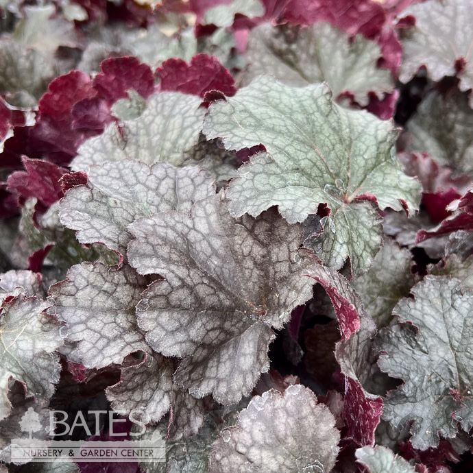 #1 Heuchera x Plum Pudding/ Coral Bells