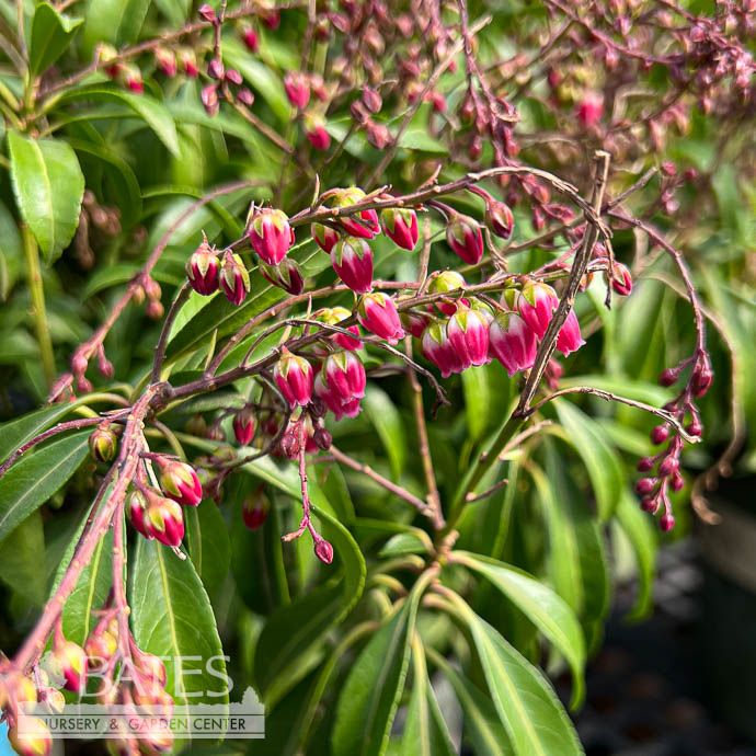 #5 Pieris japonica Passion Party 'Passion'/ Red