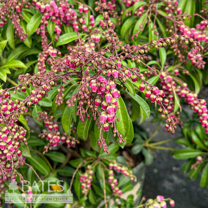 #5 Pieris japonica Passion Party 'Passion'/ Red