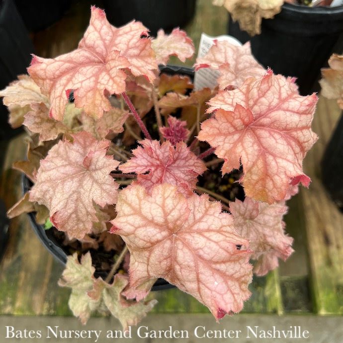 #1 Heuchera x Carnival Peach Parfait/ Coral Bells