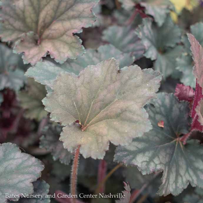 #1 Heuchera x Frosted Violet/ Coral Bells