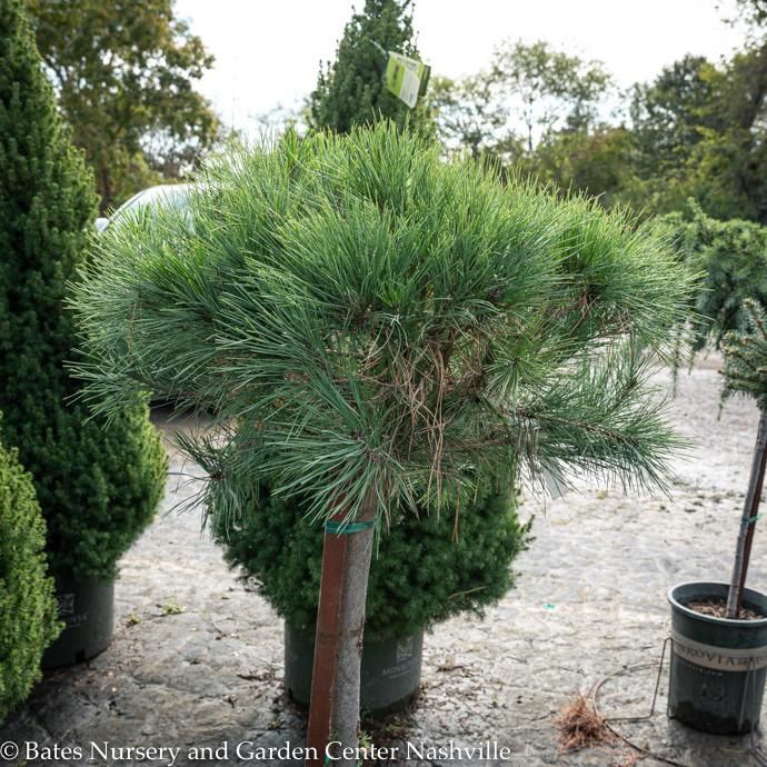 Topiary Patio Tree #5 Pinus densiflora Umbraculifer Compacta/ Tanyosho Pine