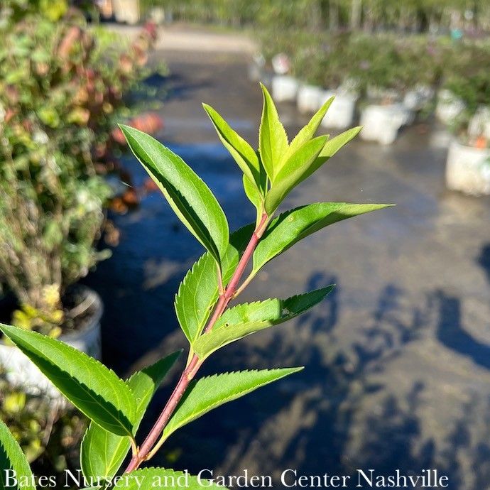 #1 Forsythia x intermedia Lynwood Gold