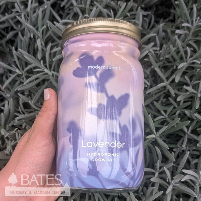 Lavender Garden Hydroponic Jar Seed Kit