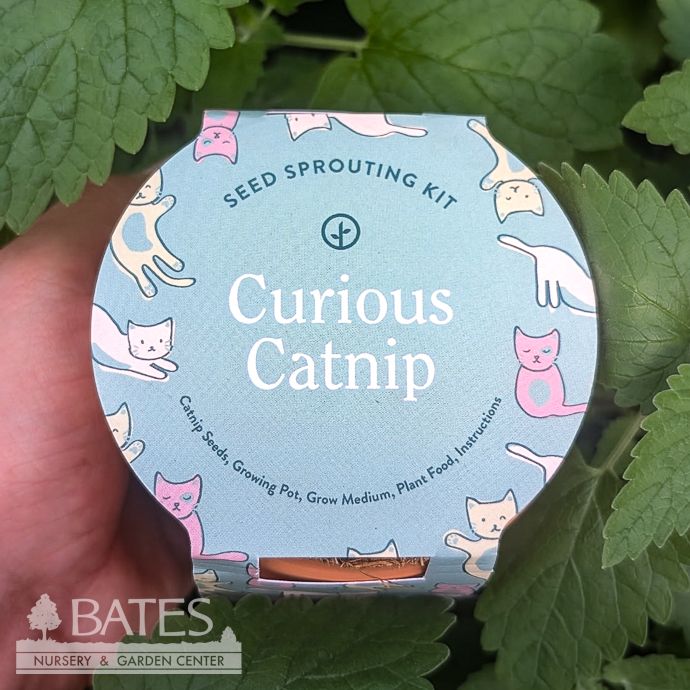 Curious Catnip Tiny Terracotta Grow Seed Kit
