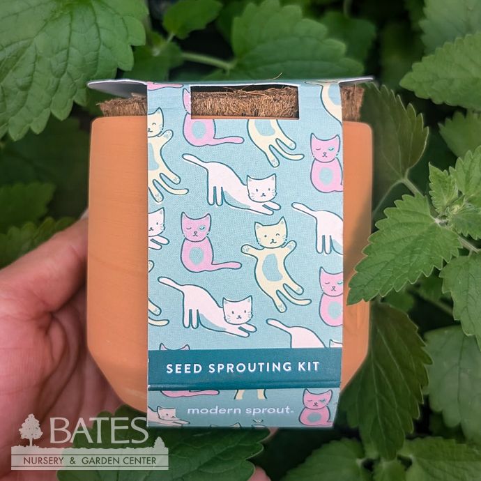 Curious Catnip Tiny Terracotta Grow Seed Kit