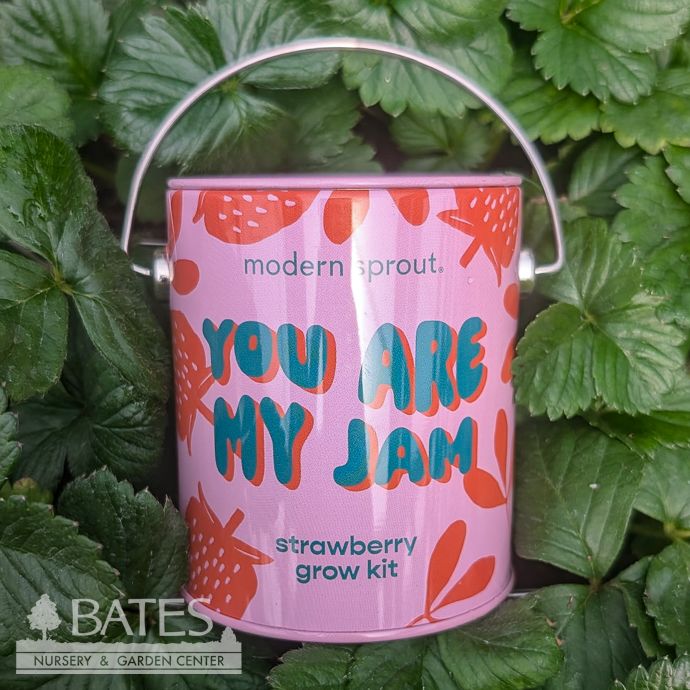 Seed Grow Kit You Are My Jam Strawberry Can