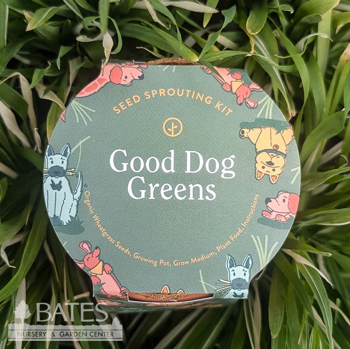 Good Dog Greens Tiny Terracotta Grow Seed Kit