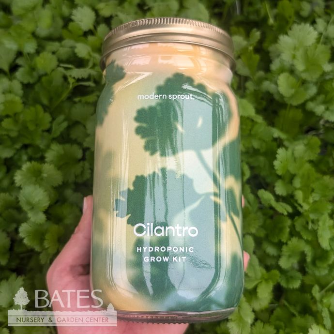Cilantro Garden Hydroponic Jar Seed Kit