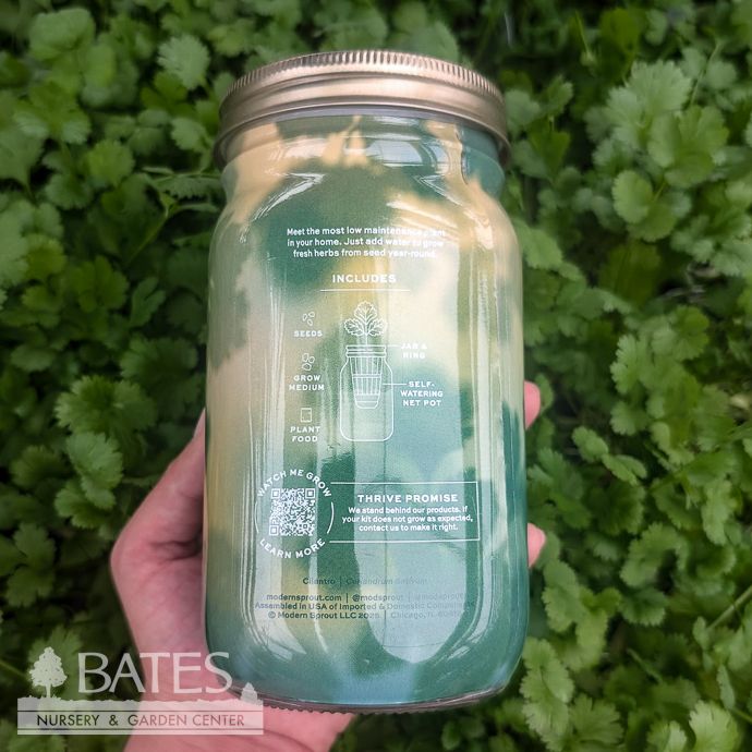 Cilantro Garden Hydroponic Jar Seed Kit
