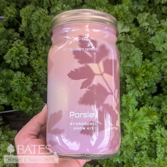 Parsley Garden Hydroponic Jar Seed Kit