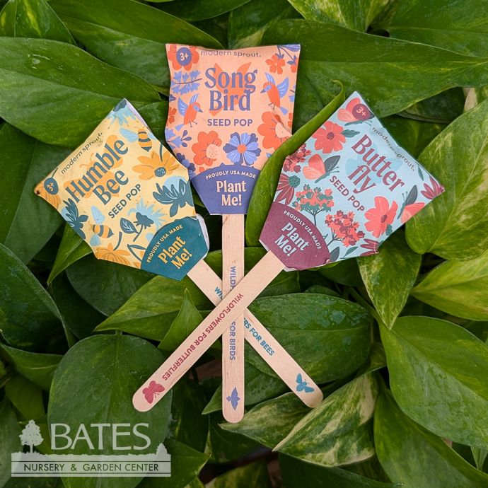 Humble Bee Pollinator Seed Pop