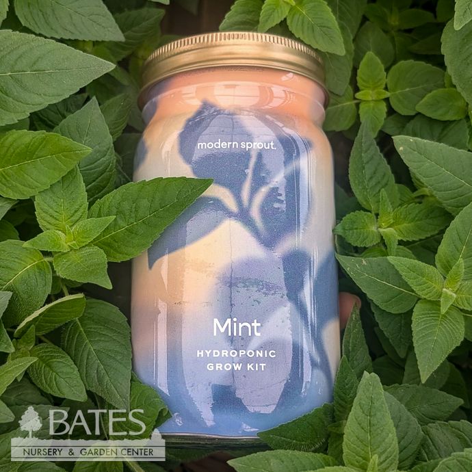 Mint Garden Hydroponic Jar Seed Kit