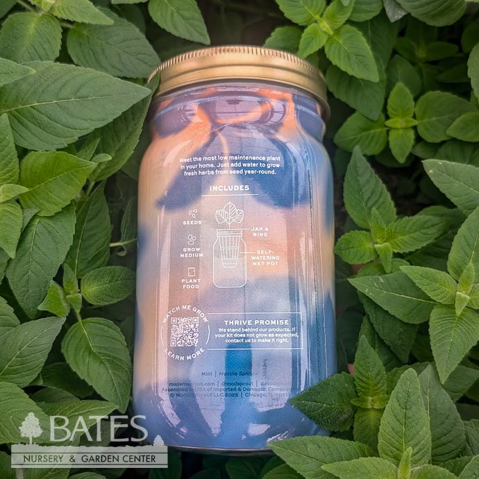 Mint Garden Hydroponic Jar Seed Kit