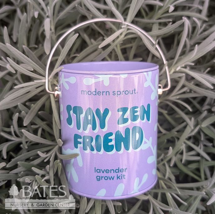 Seed Grow Kit Stay Zen Friend English Lavender Can