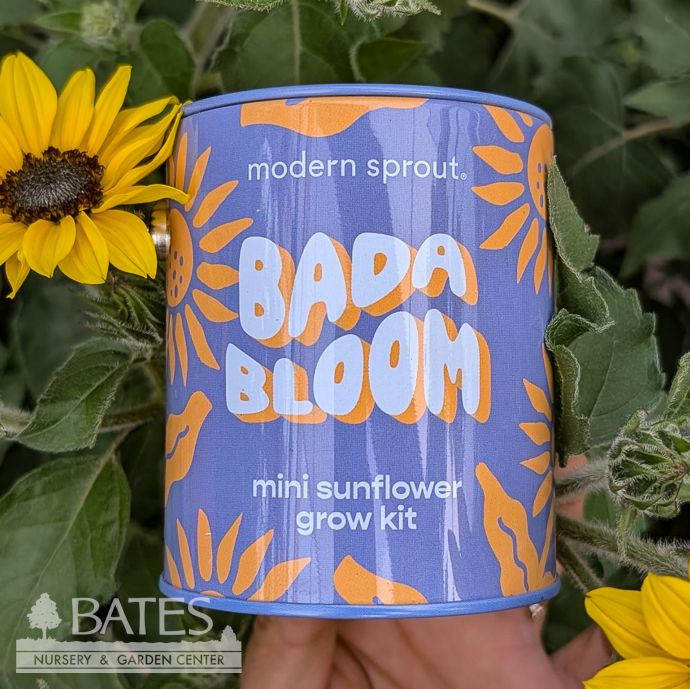 Seed Grow Kit Bada Bloom Sunflower Can