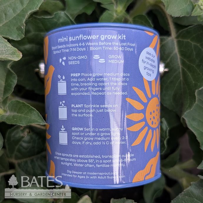 Seed Grow Kit Bada Bloom Sunflower Can