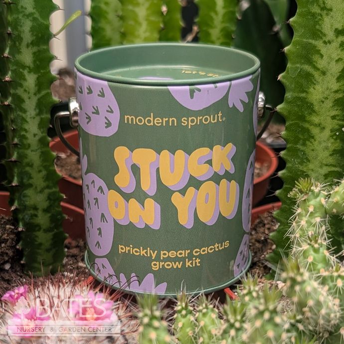 Seed Grow Kit Stuck on You Prickly Pear Cactus Can