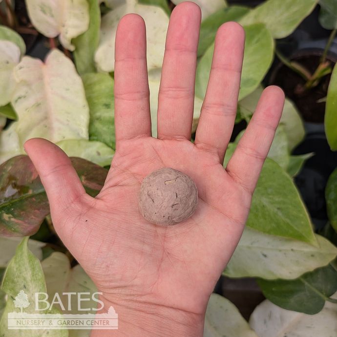 Stay Wild Wildflower Seed Bomb