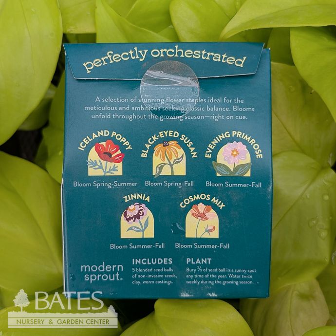 The Maestro's Garden Flower Seed Balls - Bespoke Blooms 5/pk