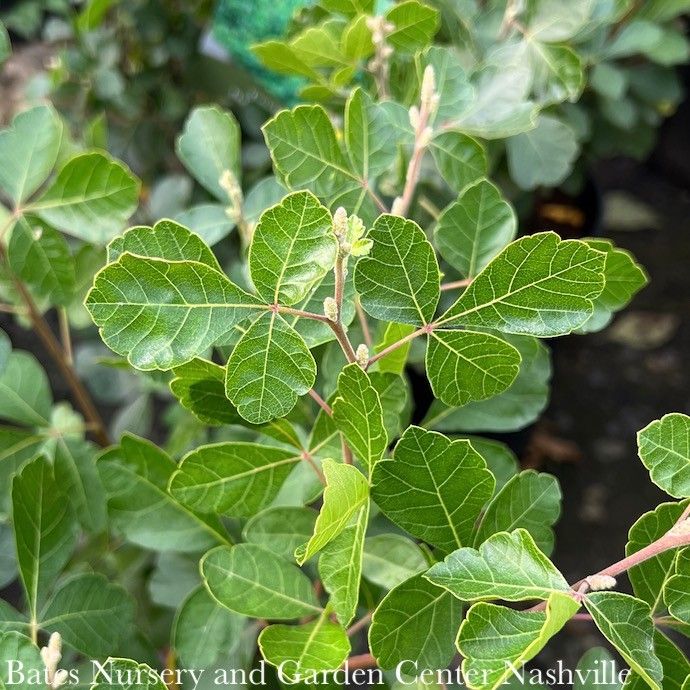 #1 Rhus aro Gro-Low/ Fragrant Sumac Native (TN)
