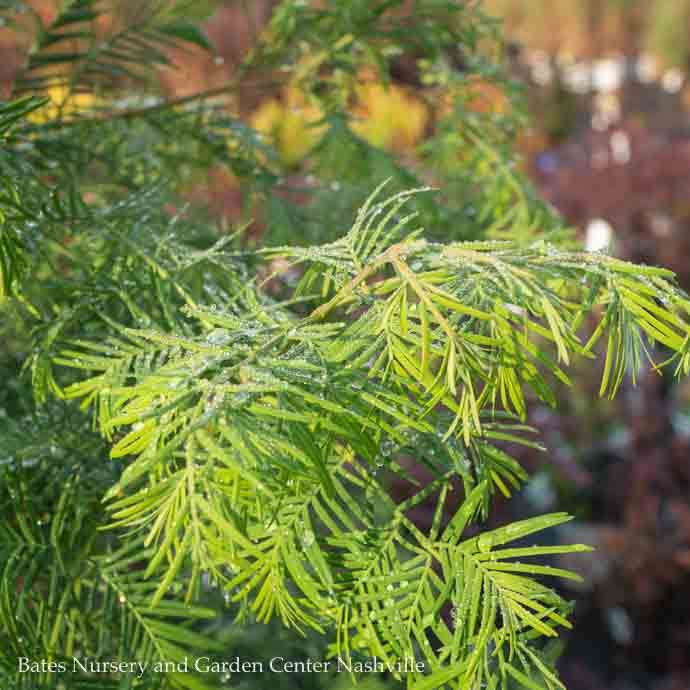 #15 Metasequoia glyptostroboides/ Dawn Redwood