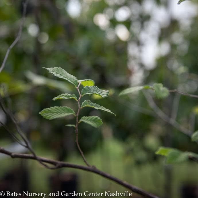 #15 Ulmus amer Princeton/ American Elm Native (TN)