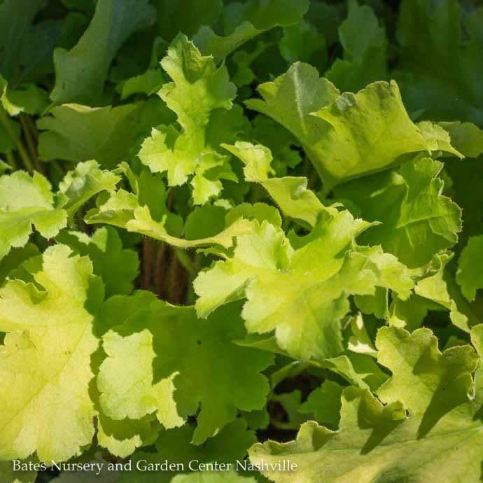 #1 Heuchera x Lime Marmalade/ Coral Bells