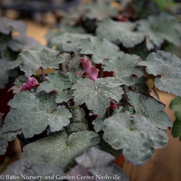 #1 Heuchera x Melting Fire/ Coral Bells